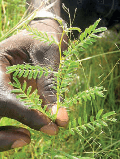 Lignaverda tree-planting initiative